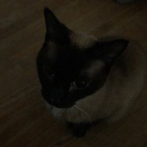 Meet your Posher, Toni